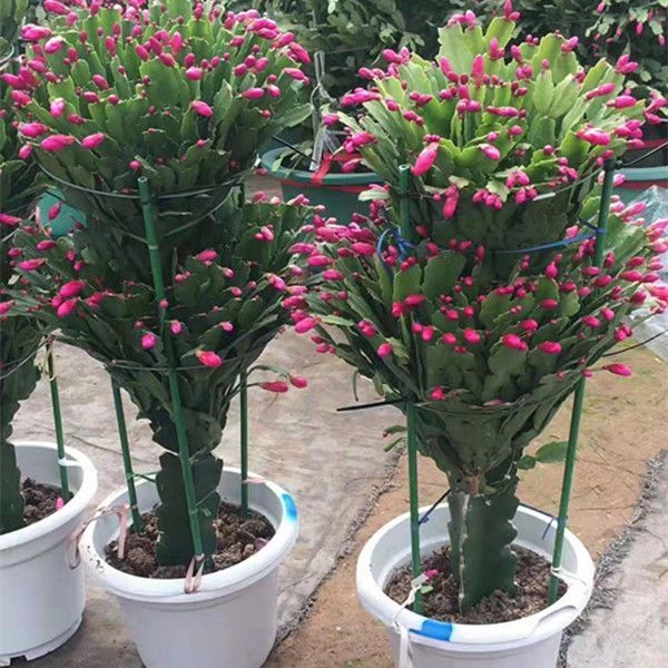 三角柱嫁接蟹爪兰单层双层三层盆栽室内盆景龙骨绿植植物花卉花苞