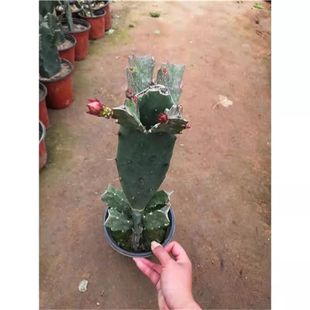 令箭荷花盆栽嫁接苗带花苞发货仙人掌嫁接令箭荷花1-2层正是花期