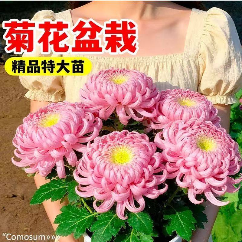 菊花盆栽大苗带花苞紫绣球菊大花桌面绿植