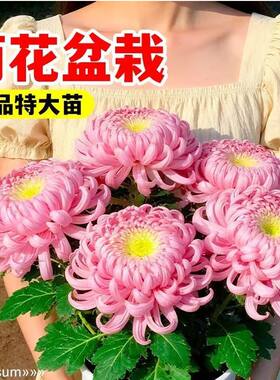 菊花盆栽大苗带花苞紫绣球菊大花九月菊带盆鲜花卉四季耐寒绿植物