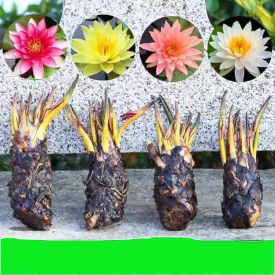 香水莲睡莲花四季大苗荷花水养莲花原创耐寒大根块易成活懒人花卉
