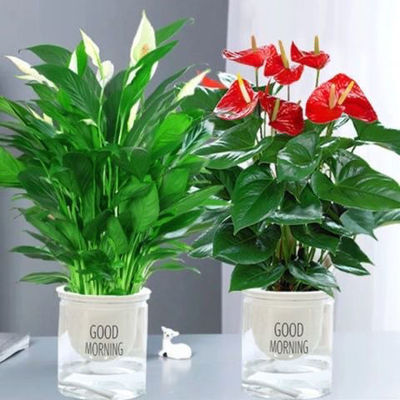 大型红掌盆栽粉掌一帆风顺好养植物开花火鹤大盆花卉特级红掌组合