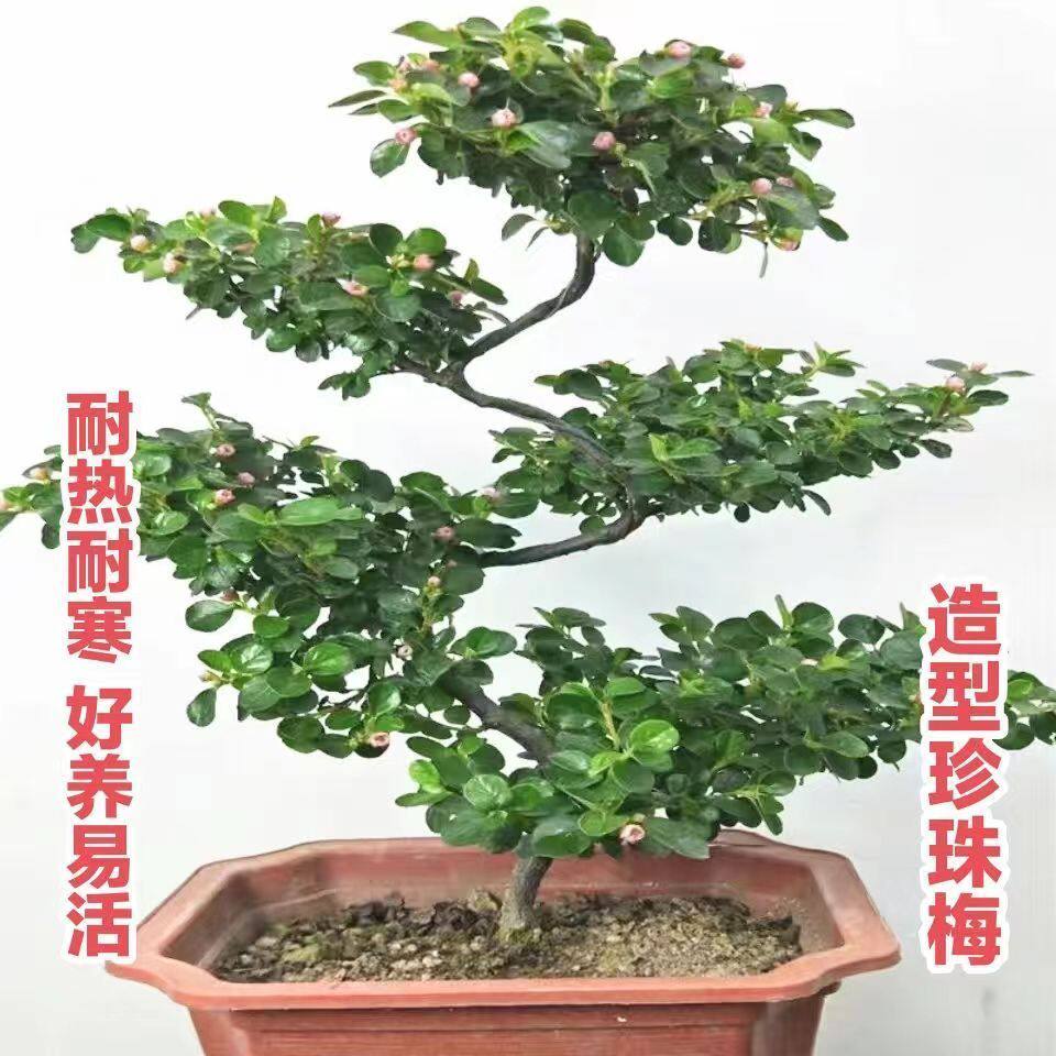 珍珠梅盆栽带花苞室内外阳台平枝荀子红花S造型四季开花盆景