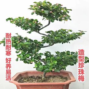 珍珠梅盆栽带花苞室内外阳台平枝荀子红花S造型四季开花盆景