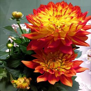 大丽花盆栽带花苞净化空气花期超长待机南北方可养