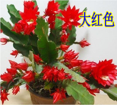 令箭荷花盆栽植物容易成活 阳台桌面绿植