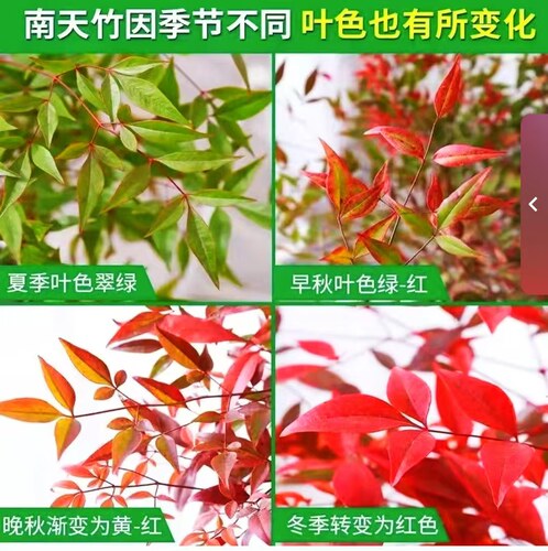 红叶南天竹(一物一拍)庭院花园室内造景盆栽地栽