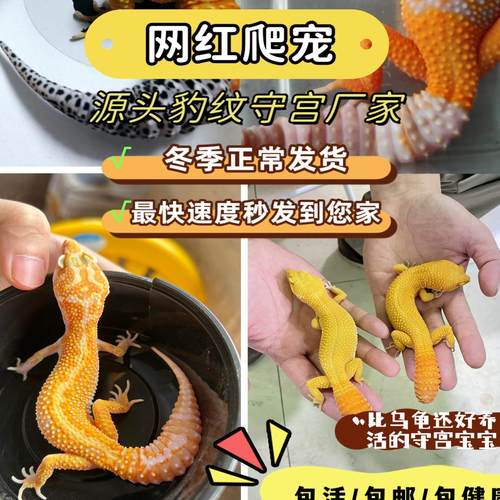 爬宠新手小动物豹纹守宫蜥蜴宠物