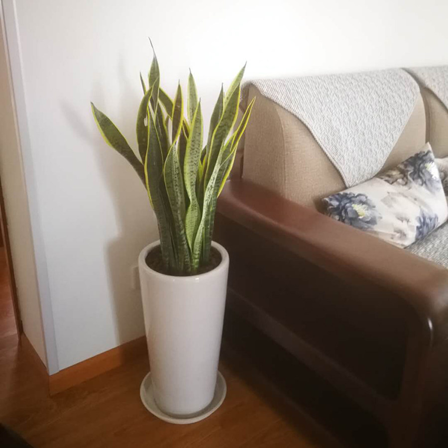 虎皮兰盆栽虎尾兰中大型绿植花卉 办公室内植物客厅卧室吸甲醛