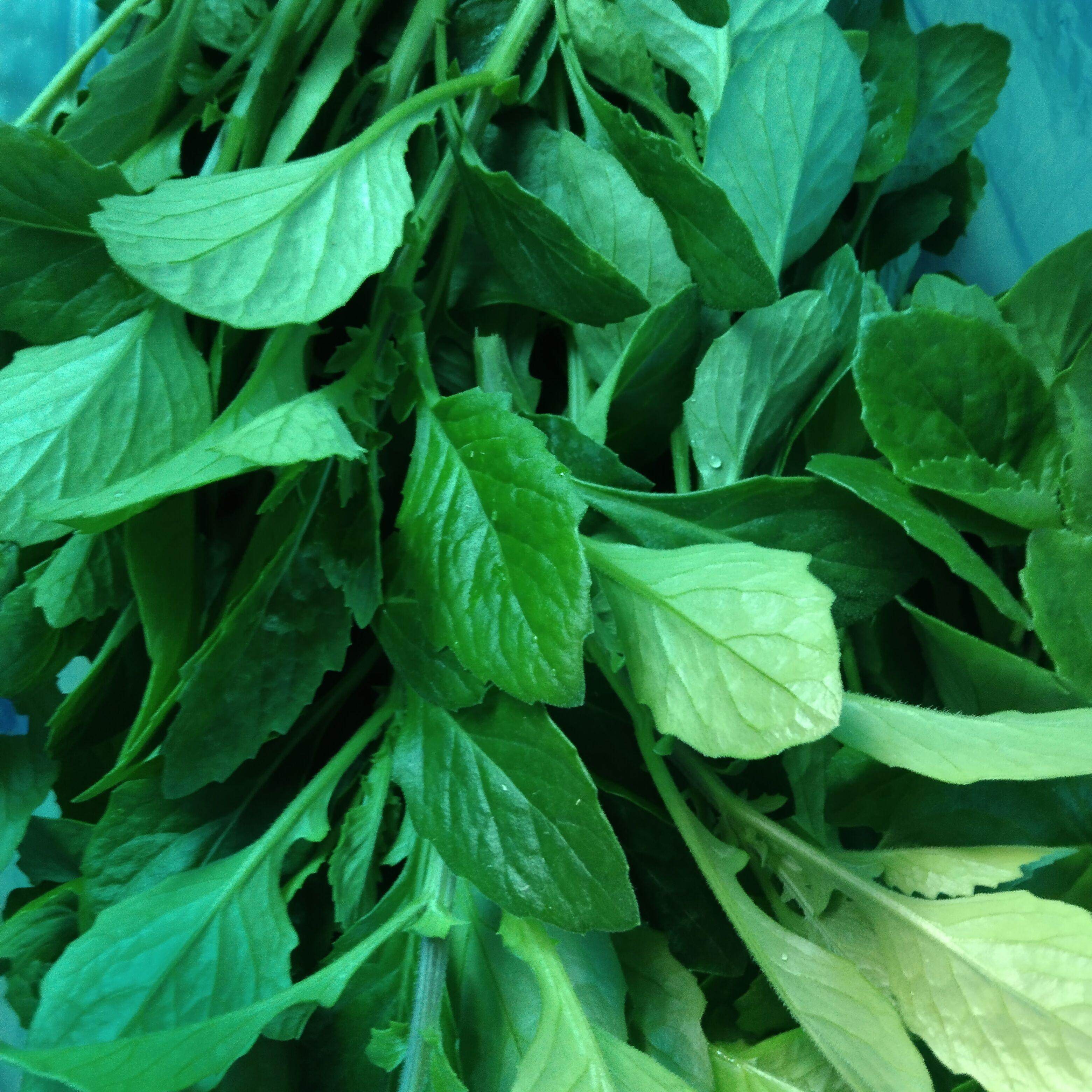 片仔癀草鲜叶嫩苗 新鲜现摘 可食用去火榨汁炖汤泡茶养生白凤菜