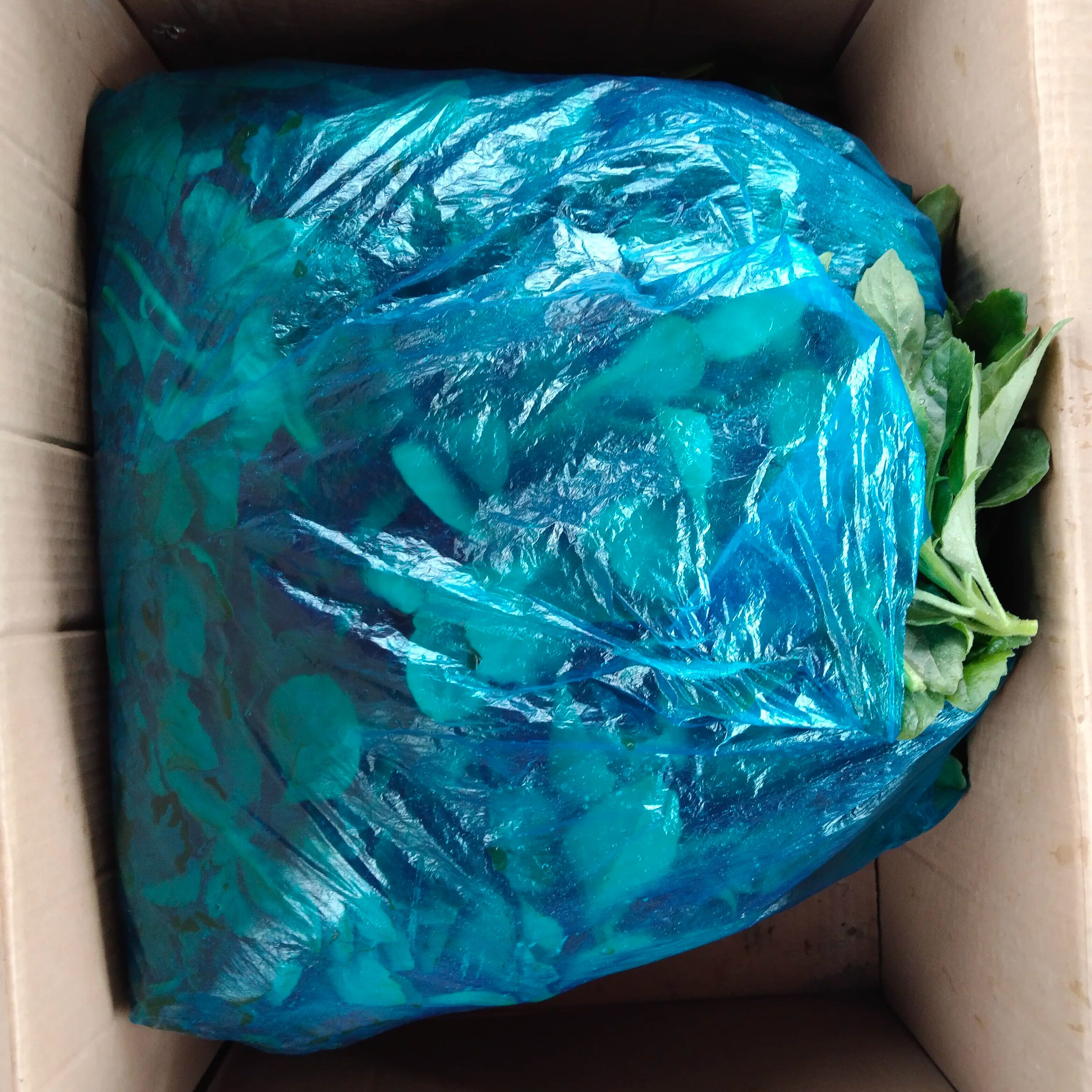 新鲜片仔癀草现摘可食用草本中草药榨汁蔬菜鲜品降火抗流感咽喉痛