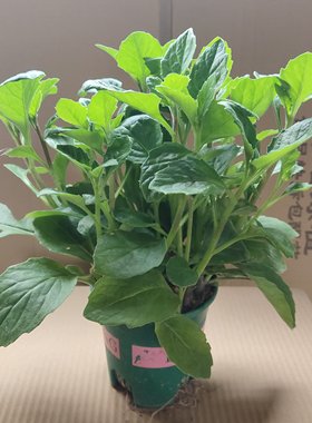 漳州片仔癀草盆栽清热利尿降血压