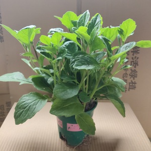 漳州片仔癀草盆栽清热利尿降血压