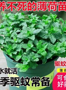 四季新鲜薄荷盆栽可食用水培水养