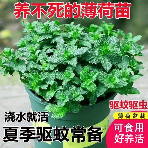四季新鲜薄荷盆栽可食用水培水养