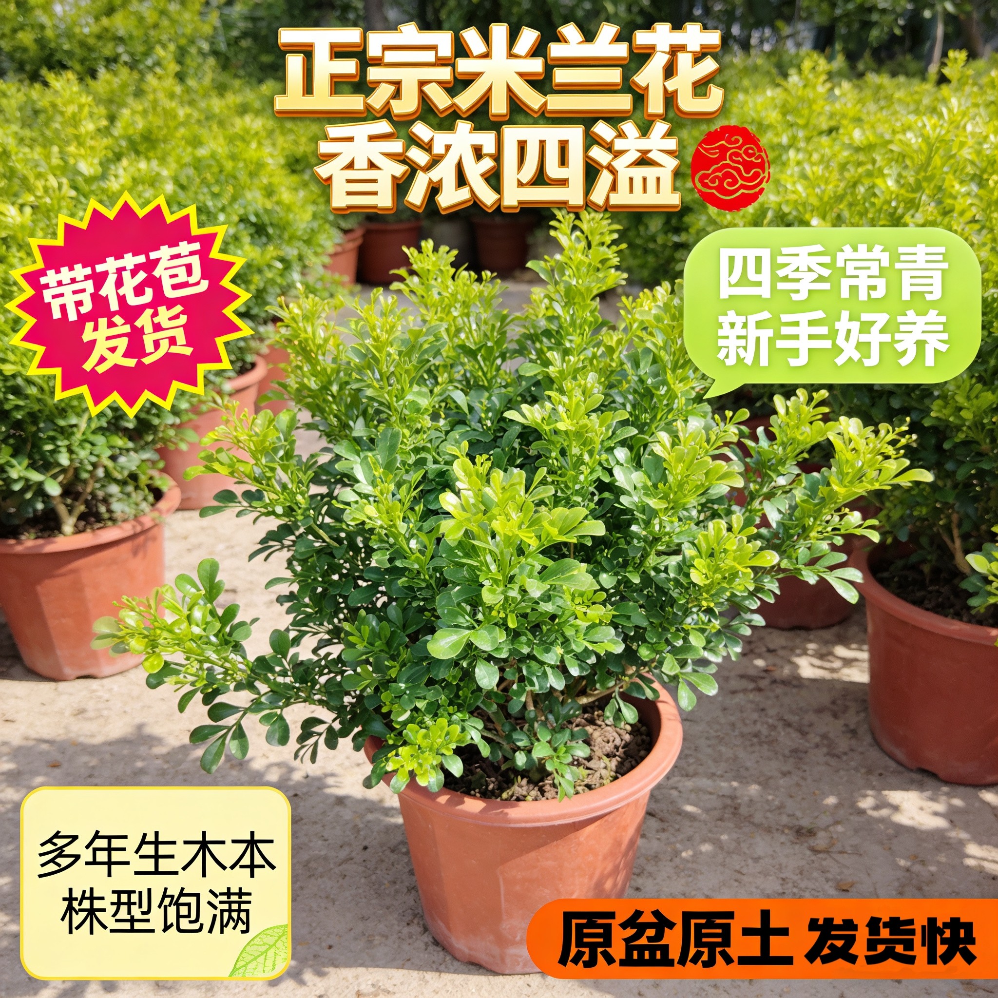 米兰花盆栽浓香型室内客厅办公室桌面绿植花卉好养易活