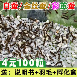 蚕宝宝卵100粒蚕卵100粒活体蚕卵小学生养蚕套装儿童七彩春蚕小装