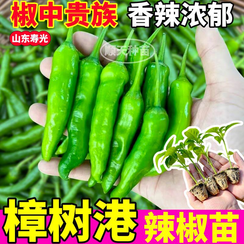 高产樟树港辣椒苗秧带土球春秋四季高产小青尖椒种子薄皮辣椒籽