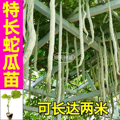 山东寿光蛇瓜苗秧高产蛇豆种子四季庭院八角棱丝瓜苹果绿剑苦瓜