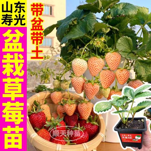 寿光草莓苗四季草莓苗盆栽家庭阳台种植当年结果地栽南方北方种植