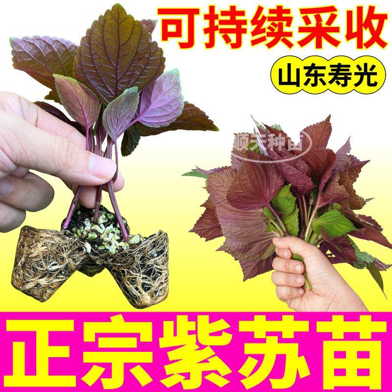 山东寿光正宗紫苏苗双面紫苏苗多茬采收盆栽小院苏子种子高产四季