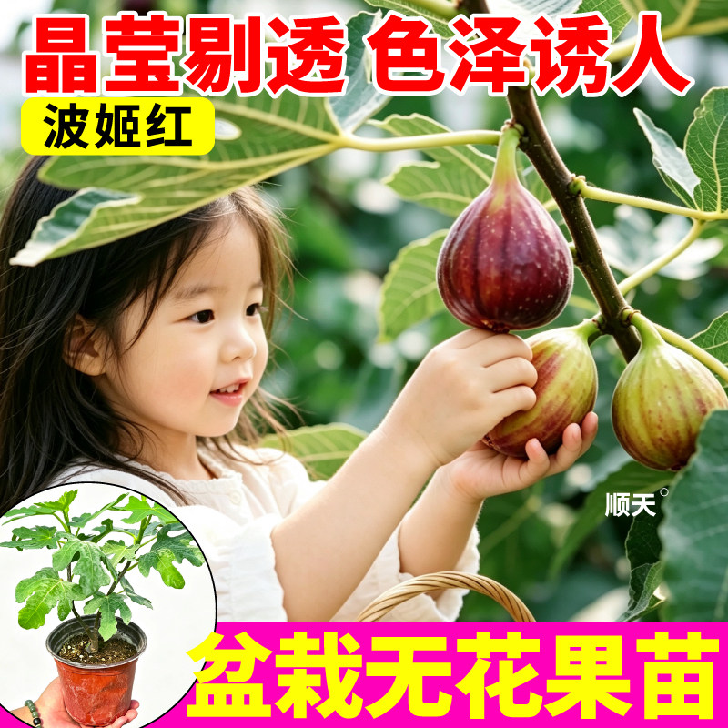 对版波姬红无花果盆栽果树苗口感软糯甜度高早熟抗病四季高产盆栽