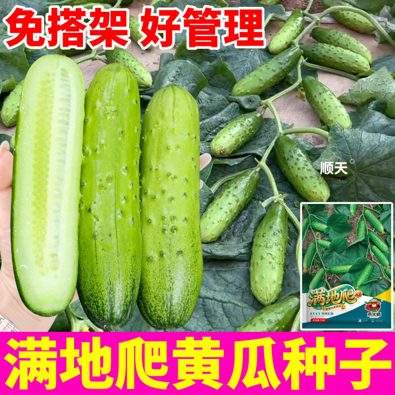 满地爬黄瓜种子免搭架易管理绿芯奶油白玉黄瓜种籽小院大田种植图片