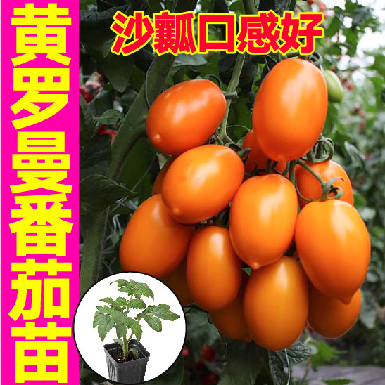 黄罗曼番茄秧苗幼苗四季高产中果番茄苗种子籽盆栽黄柿子带土球