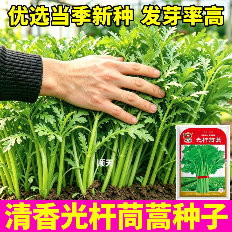 浓香型光杆茼蒿种子菜籽小院蔬菜种子籽四季可种易活高产庭院地栽