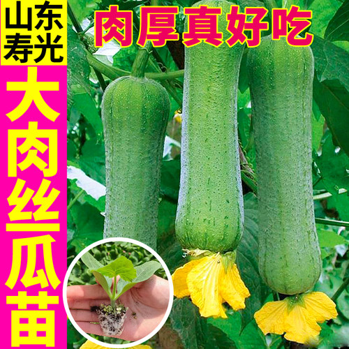 山东寿光香嫩肉丝瓜秧苗中绿长鲜花丝瓜八角棱短棒丝瓜种子高产籽