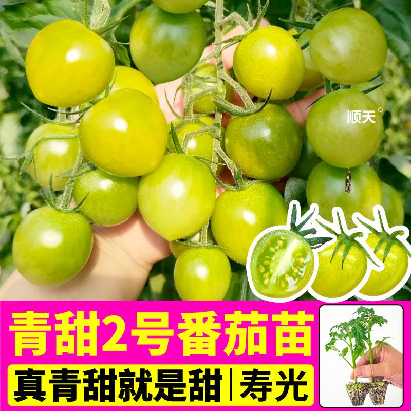 山东寿光青甜2号番茄苗秧苗高产多汁红千禧香芒皇后番茄苗秧种子