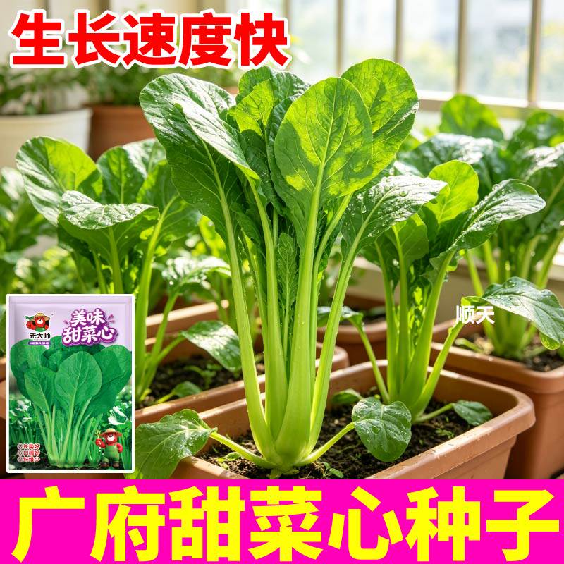 对版广府美味甜菜心种子籽正宗小院青菜菜籽四季种植耐热耐寒高产