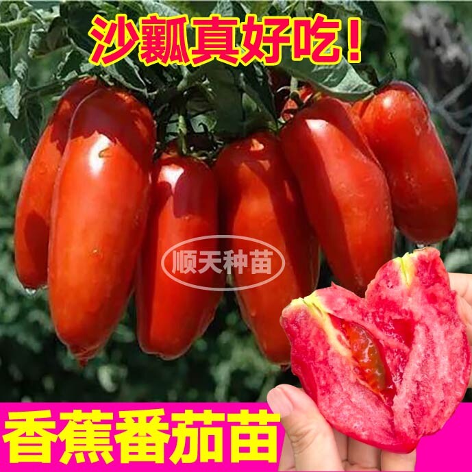 正宗沙瓤奶油番茄苗秧带土球美人蕉香蕉番茄种子四季盆栽