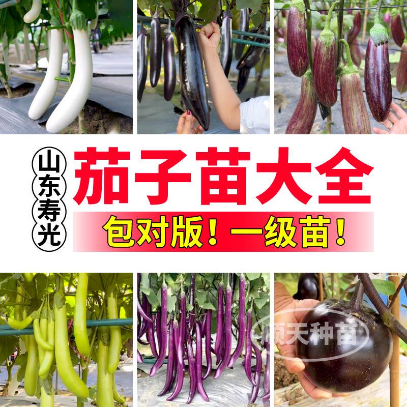 寿光茄子苗秧大全露天四季盆栽竹丝茄白玉黑亮长茄杭茄嫁接茄子苗
