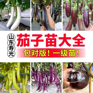 寿光茄子苗秧大全露天四季盆栽竹丝茄白玉黑亮长茄杭茄嫁接茄子苗