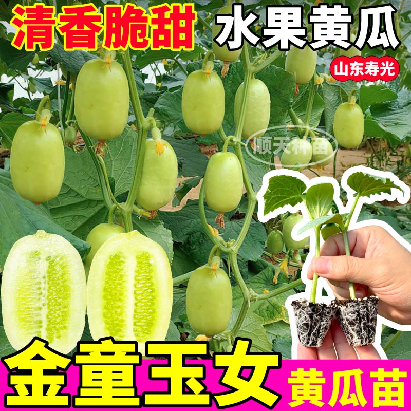 寿光玉女黄瓜苗秧脆甜高产拇指小黄瓜种子四季庭院盆栽金童黄瓜
