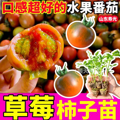 真好吃正宗草莓柿子秧苗带土东北铁皮水果番茄西红柿种子四季盆栽