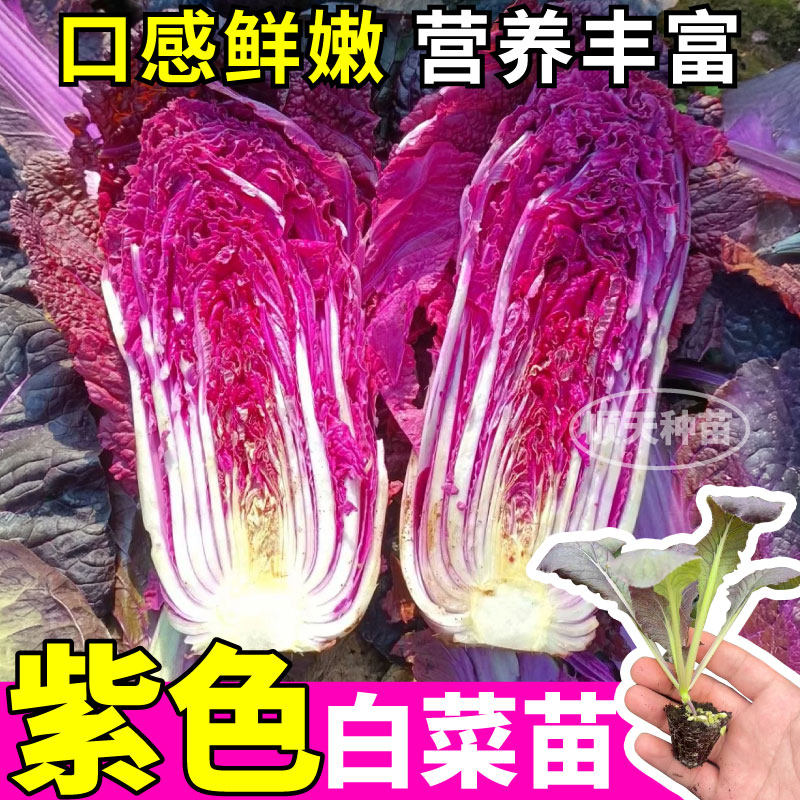 寿光紫色白菜苗秧高产鲜嫩正宗紫罗兰白菜种子四季种植耐寒蔬菜苗