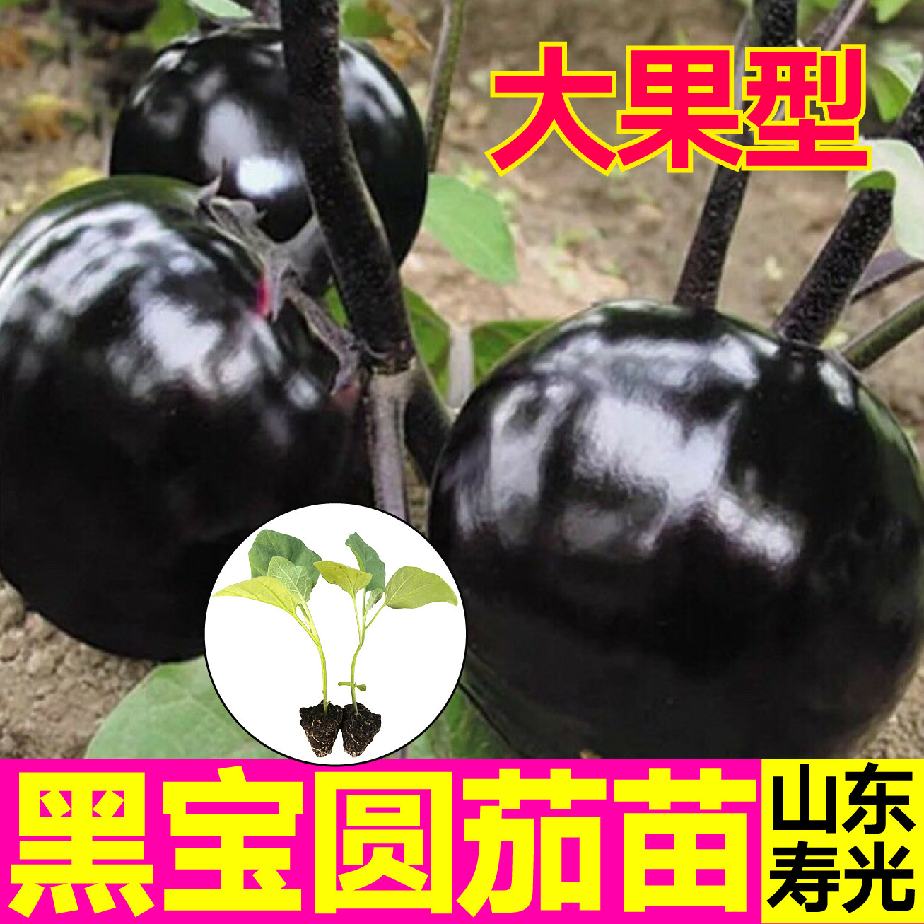 寿光黑宝圆茄苗秧苗黑色圆长竹丝茄种子表皮黑亮肉厚高产抗病蔬菜