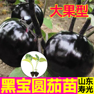 寿光黑宝圆茄苗秧苗黑色圆长竹丝茄种子表皮黑亮肉厚高产抗病蔬菜