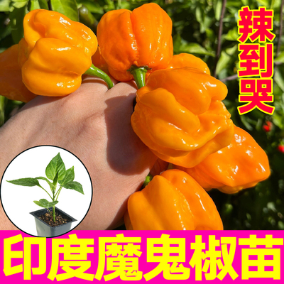 山东寿光巨辣红黄魔鬼椒秧苗幼苗印度变态辣断魂椒种子四季春秋