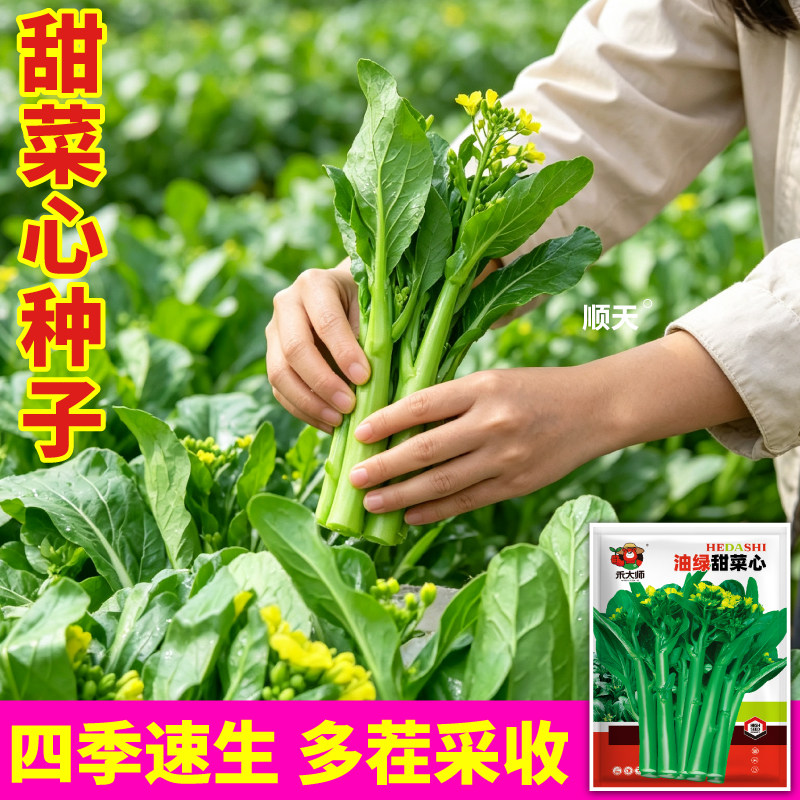四季甜菜心种子当季新种高产多茬采收早熟品种油绿光亮小院种子籽