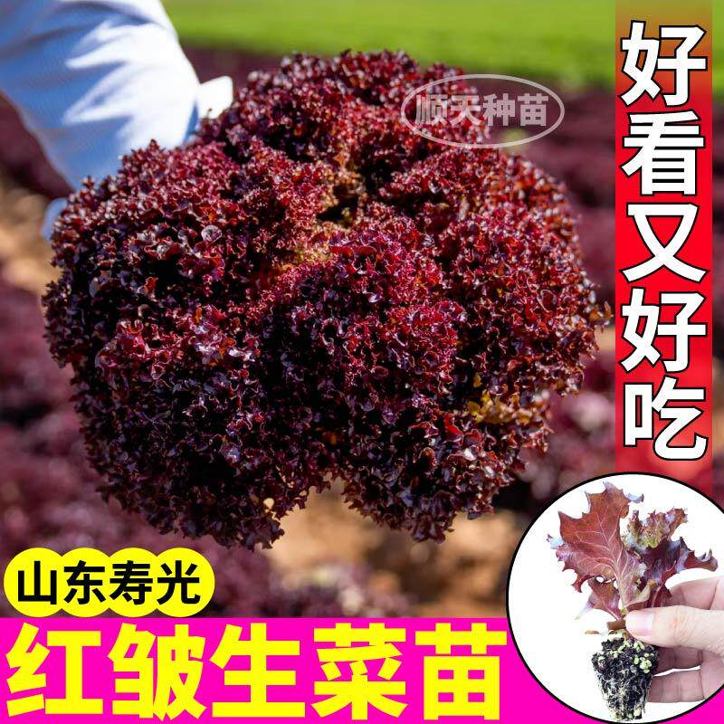 营养丰富红皱生菜苗秧四季高产紫罗莎大速结球生菜种子脆嫩高产