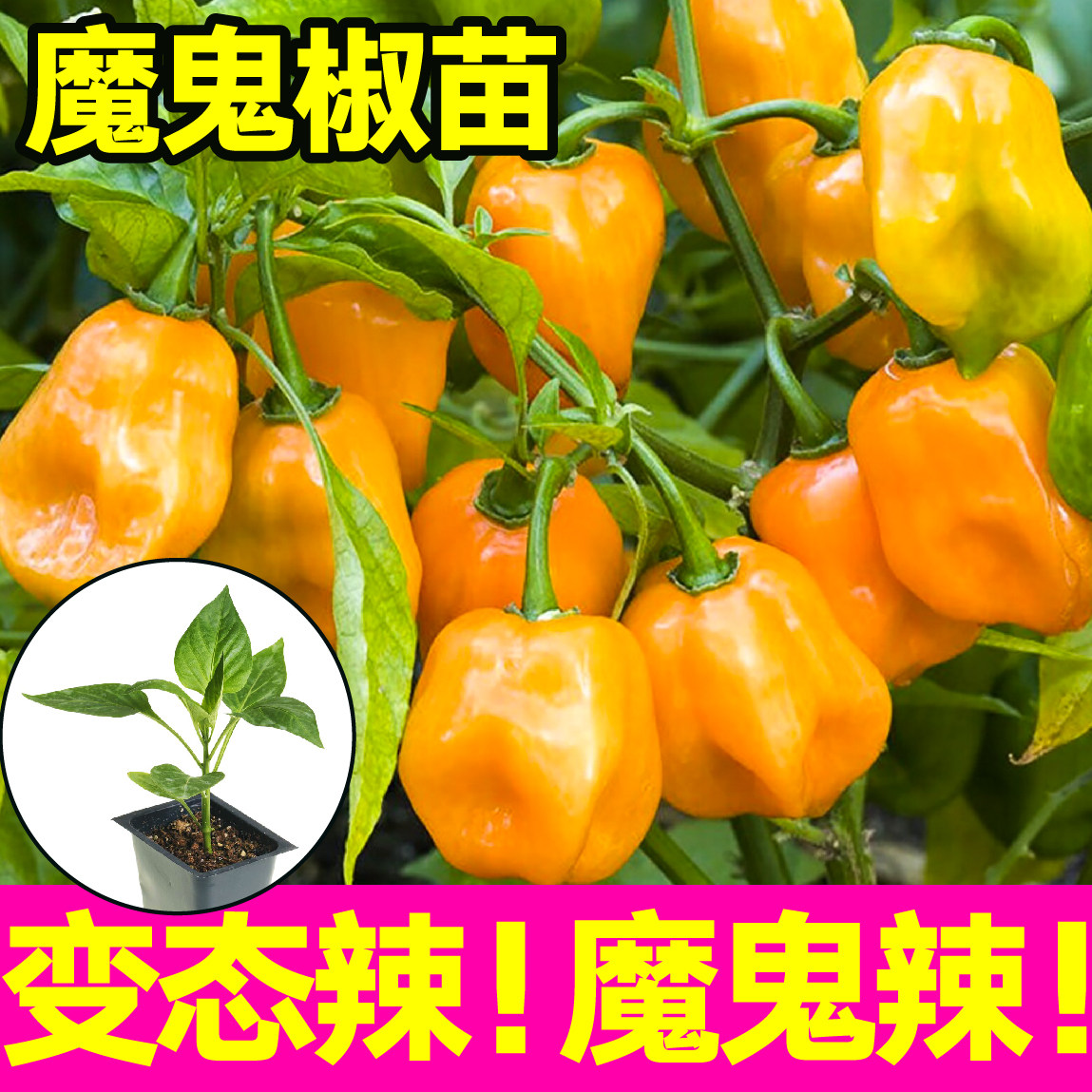特辣魔鬼椒苗秧印度断魂椒种子四季阳台盆栽辣到哭朝天椒美人椒