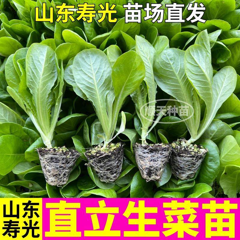 山东寿光高产直立生菜秧苗孔雀菜紫罗马生菜盆栽四季沙拉蔬菜种子