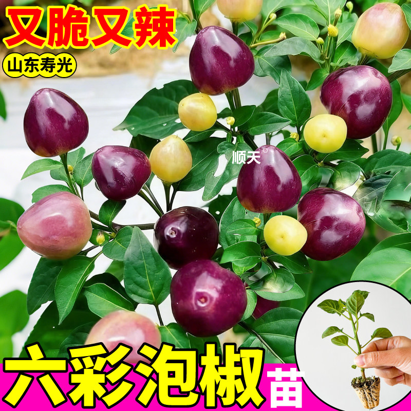 鲜香脆辣五彩泡椒苗秧多彩六彩辣椒种子圆珠椒甜椒小米辣四季盆栽