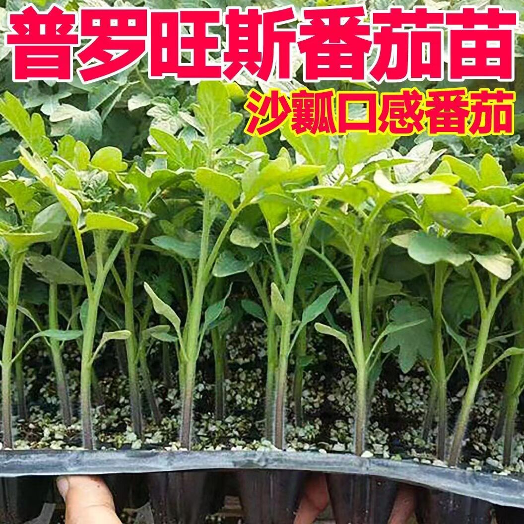 山东寿光沙瓤口感番茄普罗旺斯番茄秧苗幼苗草莓柿子千禧马蹄种子