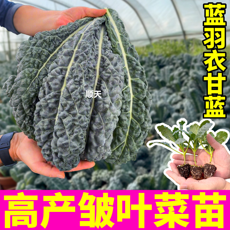 寿光皱叶菜秧苗高产蓝羽衣甘蓝苗秧苗种子阳台小院春秋菜四季盆栽