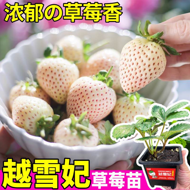越雪妃草莓苗秧四季盆栽草莓苗香甜黑果白果红果草莓南北方种植
