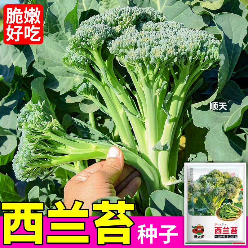 正宗西兰苔种子脆嫩好吃随吃随摘小西兰花甜杆西兰苔种籽超级蔬菜